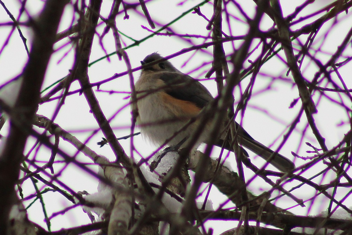 Tufted Titmouse - ML647112697