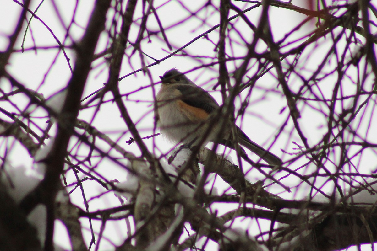 Tufted Titmouse - ML647112698