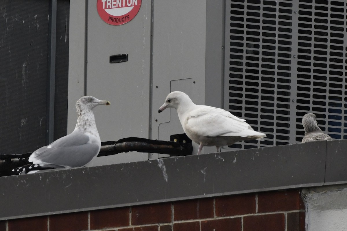 Kanadamöwe - ML647112699