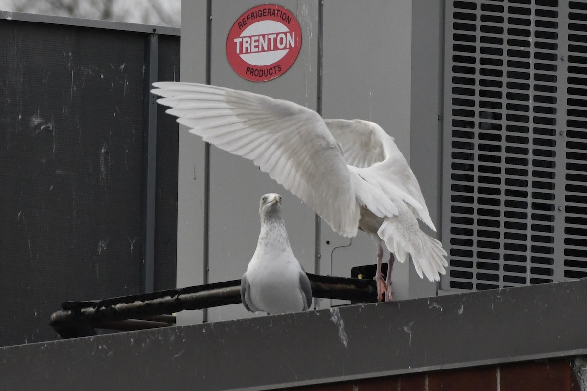 Eismöwe - ML647112700