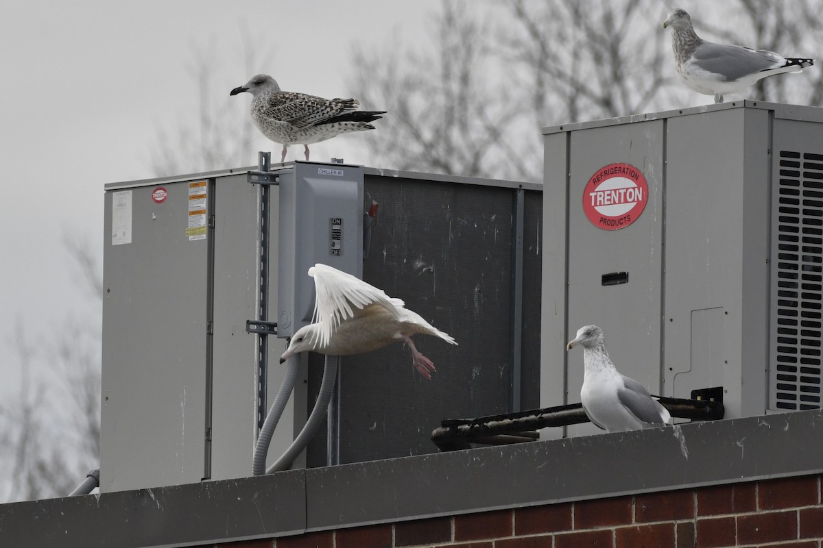 Glaucous Gull - ML647112701