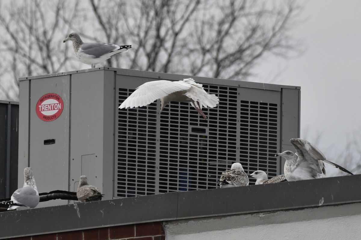 Eismöwe - ML647112702