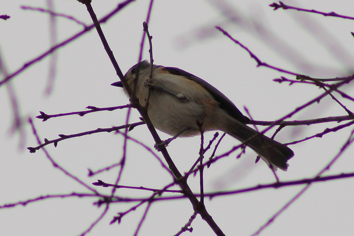 Tufted Titmouse - ML647112703