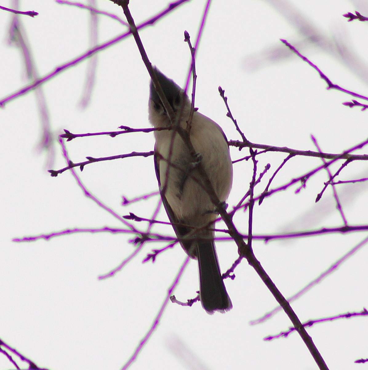 Tufted Titmouse - ML647112704