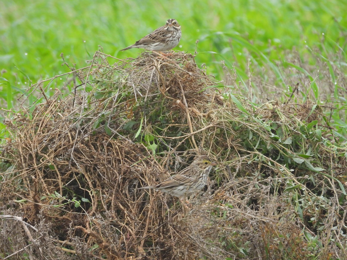 Grasammer - ML647112705