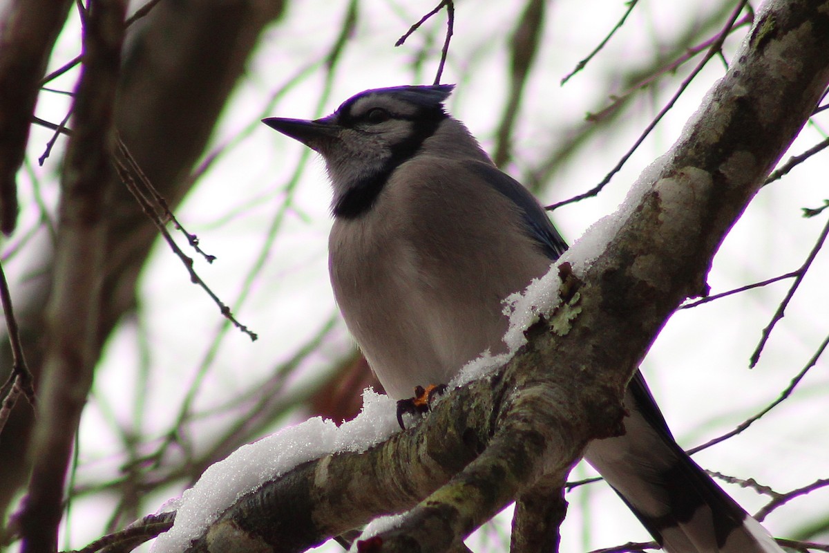 Blue Jay - ML647112706