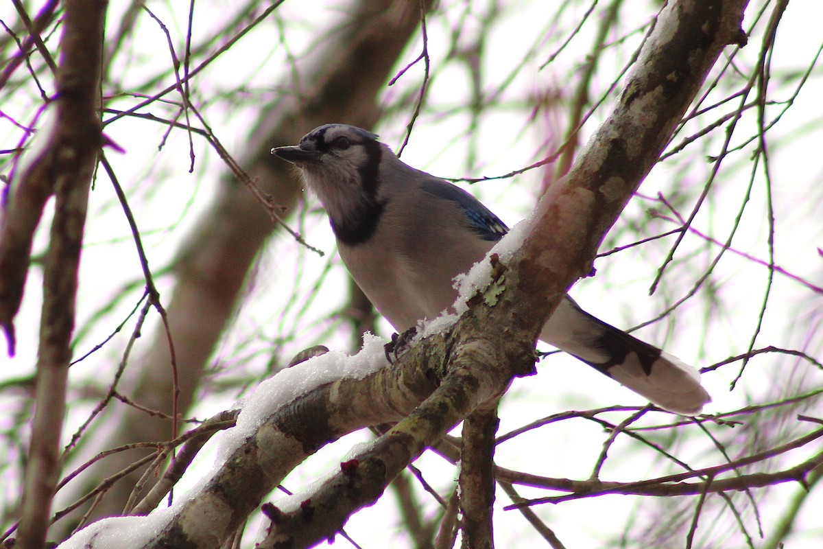 Blue Jay - ML647112707
