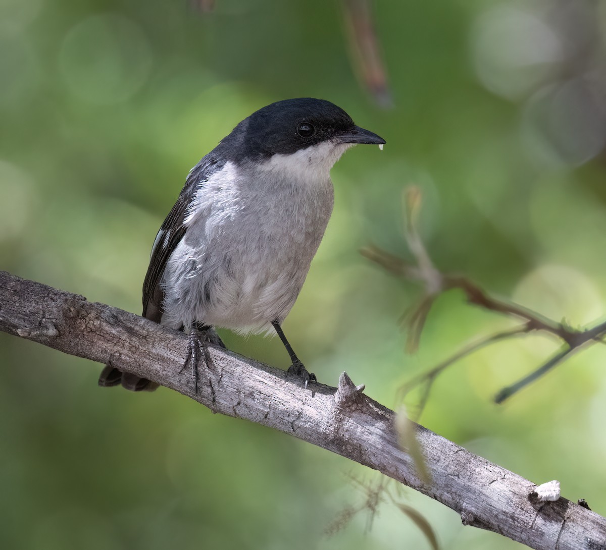 Würgerschnäpper - ML647112708