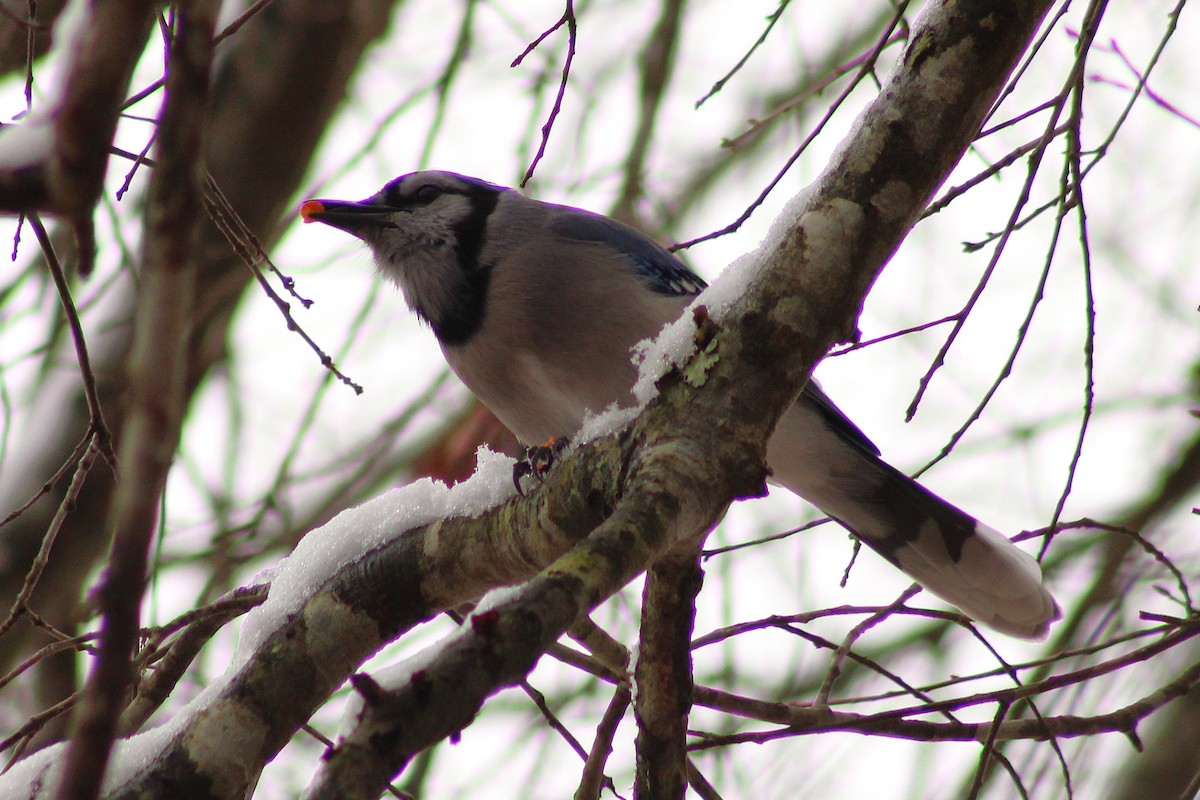 Blue Jay - ML647112709