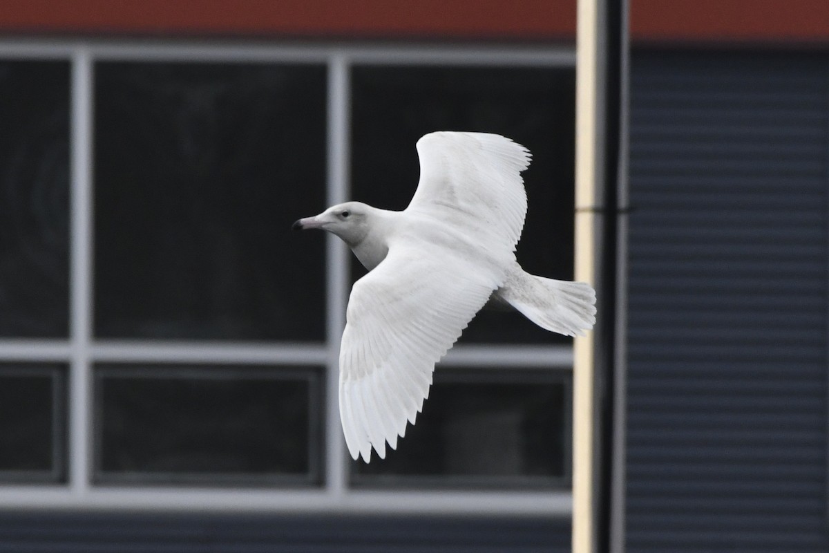 Glaucous Gull - ML647112710