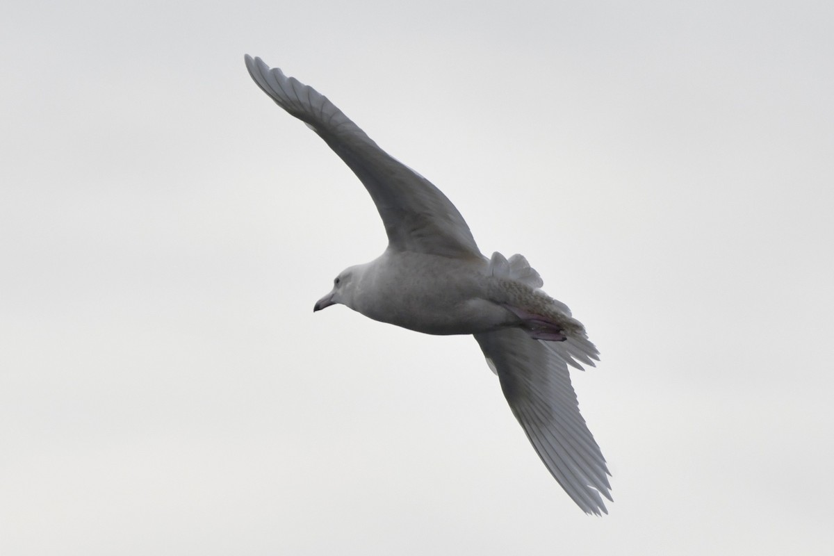 Glaucous Gull - ML647112711