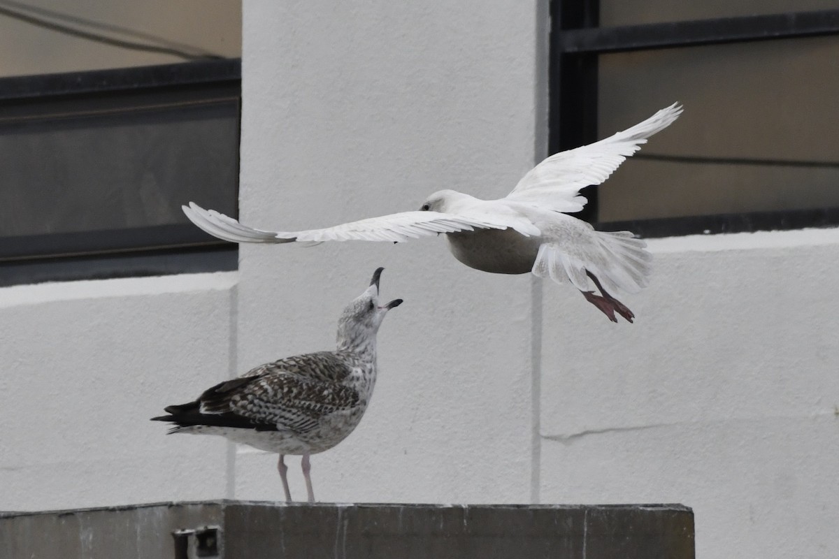 Mantelmöwe - ML647112713