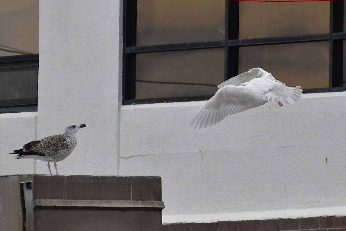 Mantelmöwe - ML647112714