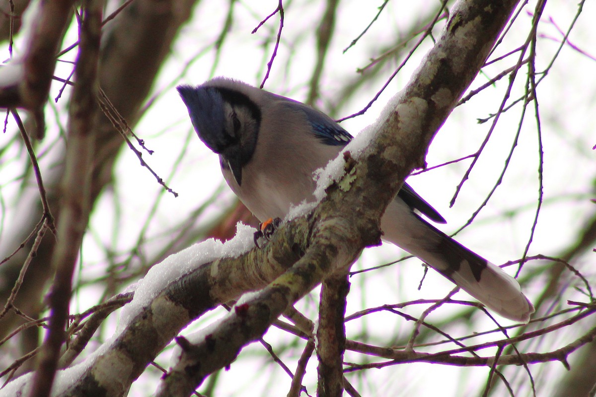 Blue Jay - ML647112716