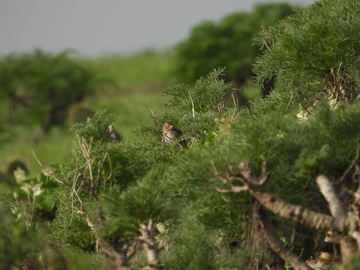 Lincolnammer - ML647112717