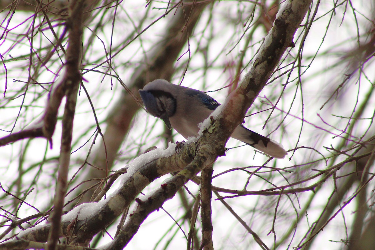 Blue Jay - ML647112718