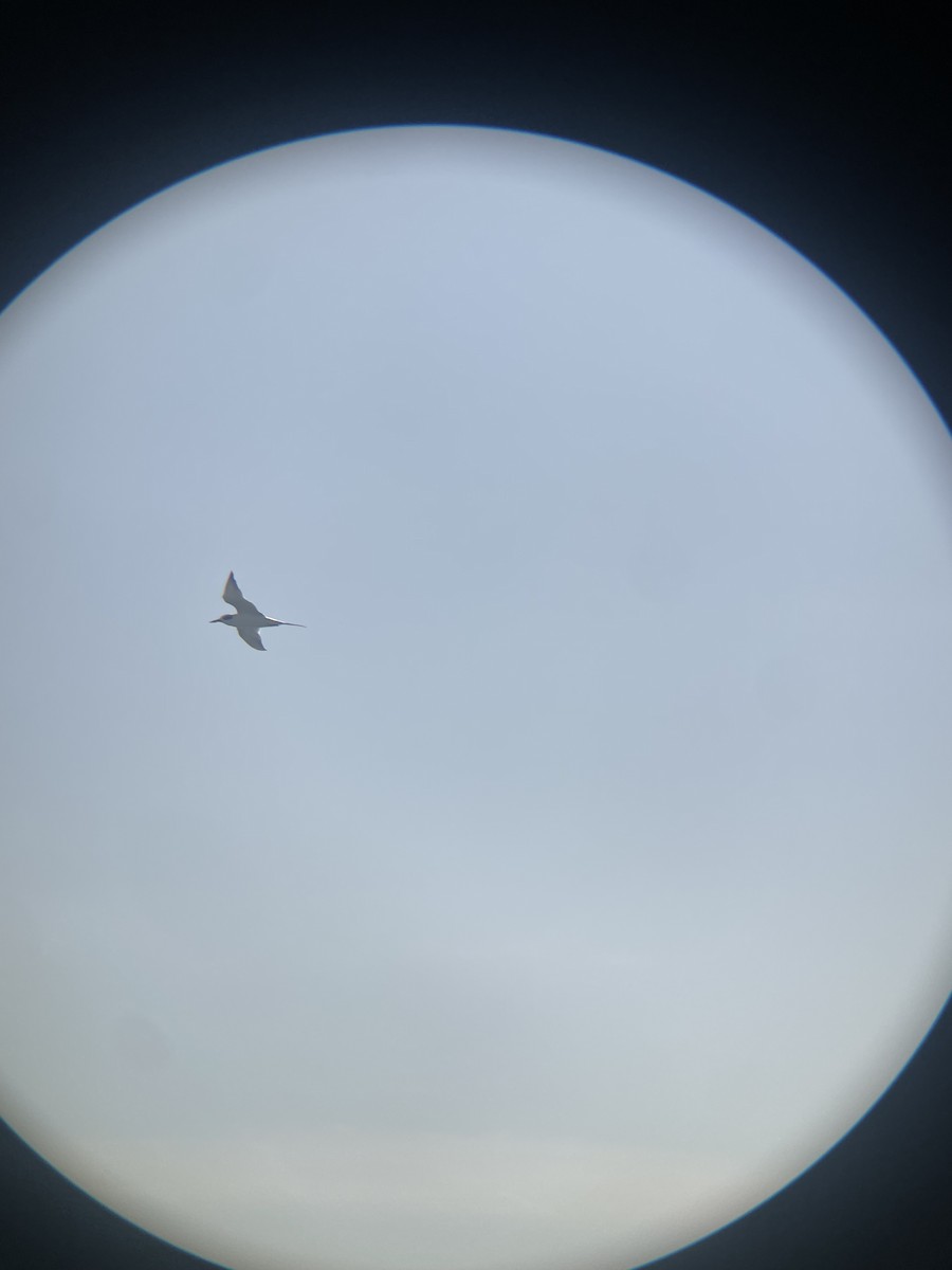 Forsterseeschwalbe - ML647112719