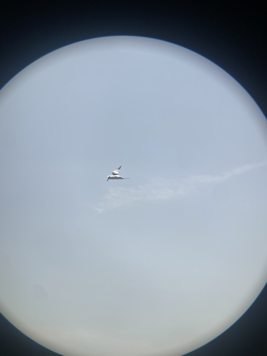 Forsterseeschwalbe - ML647112720