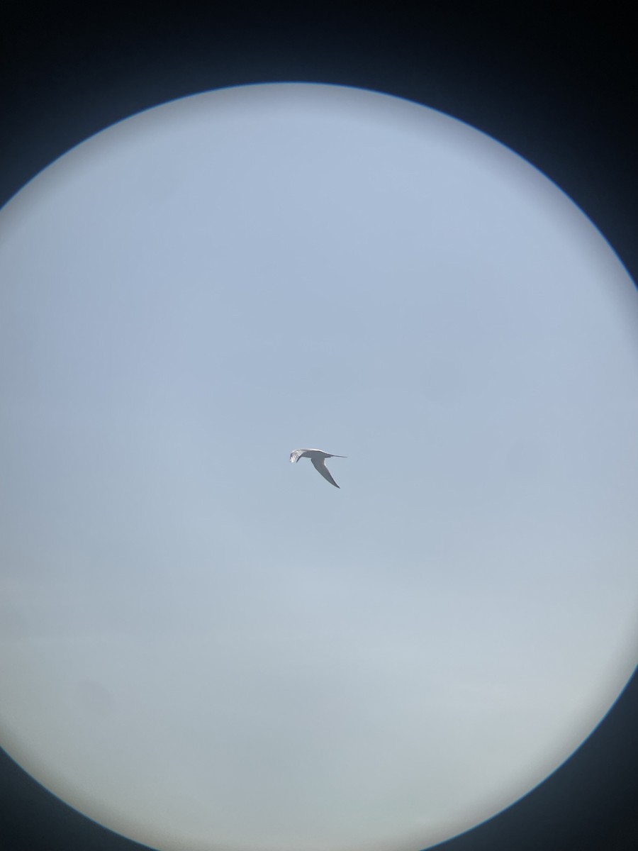 Forsterseeschwalbe - ML647112721