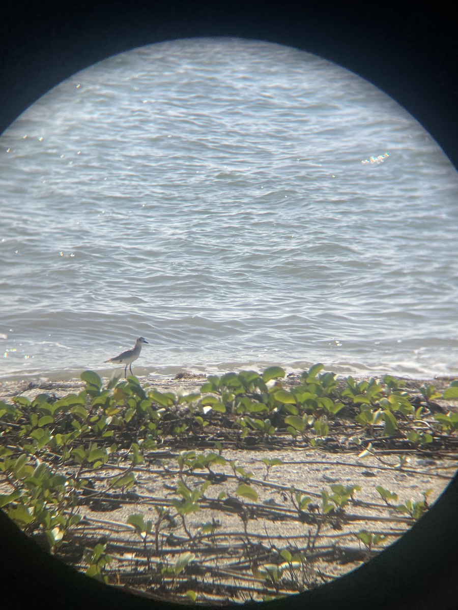 Pivieressa - ML647112733