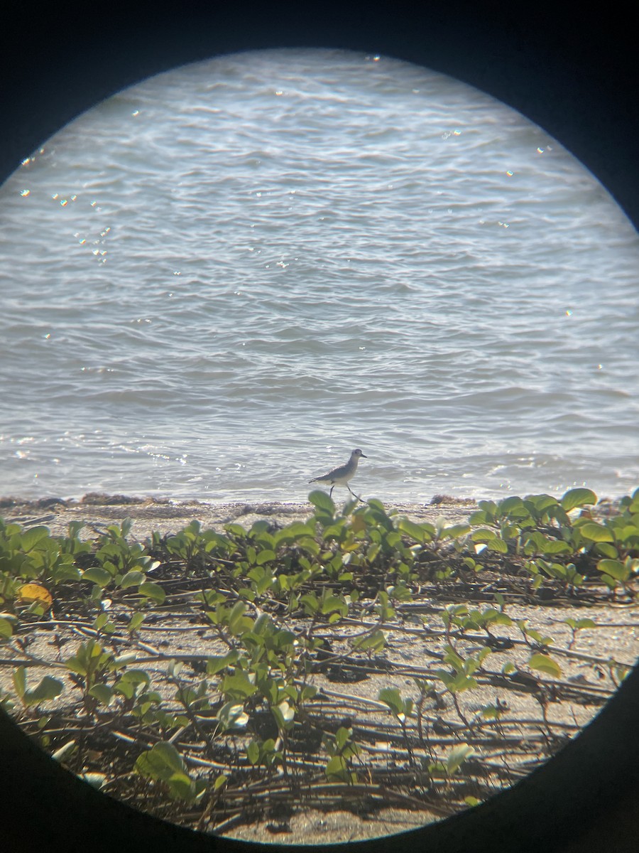 Pivieressa - ML647112734