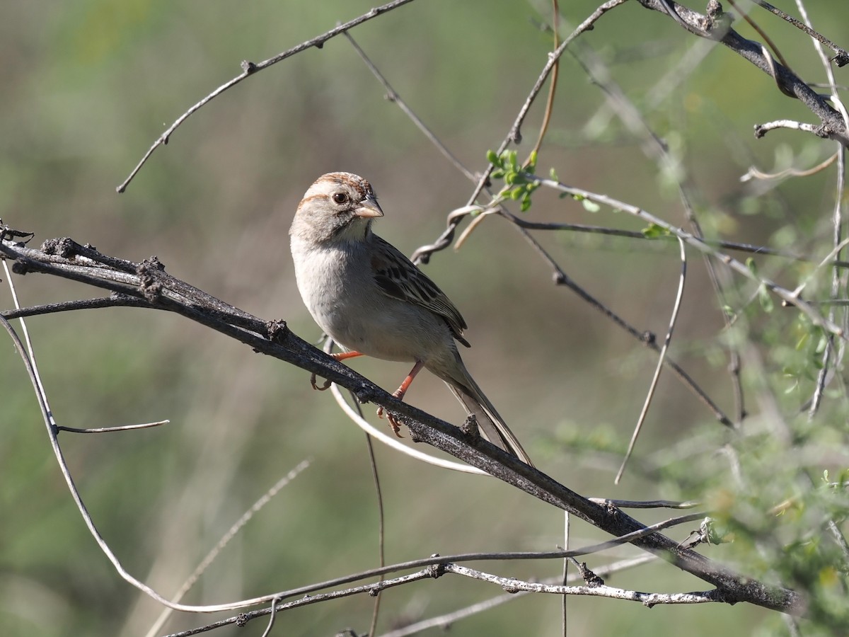 Rufous-winged Sparrow - ML647112738