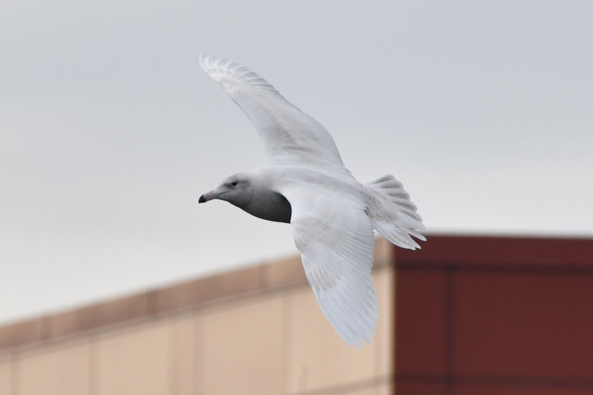 Glaucous Gull - ML647112747