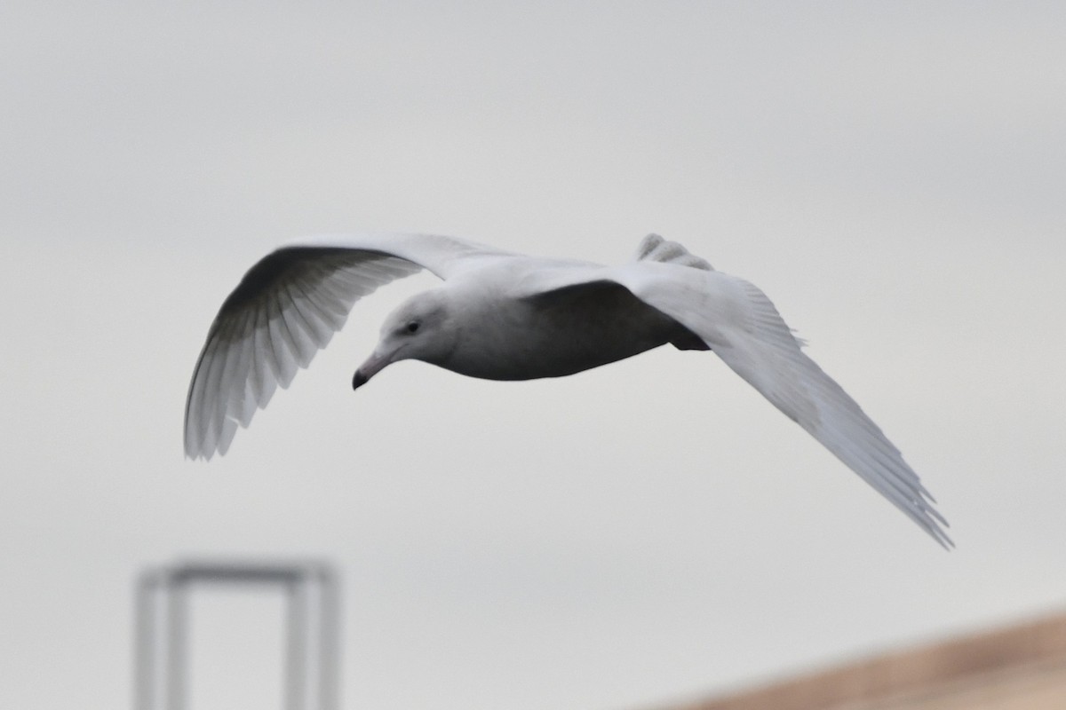 Glaucous Gull - ML647112748