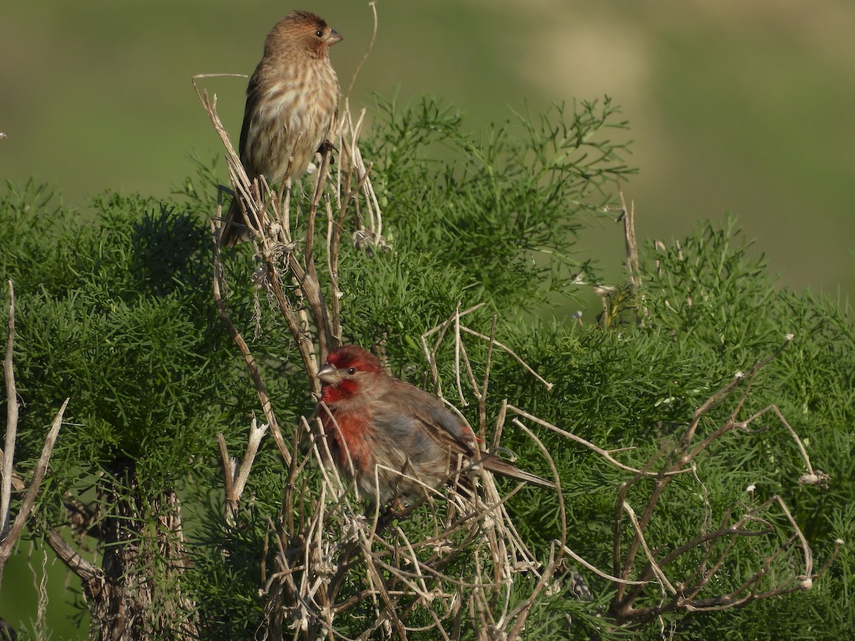 House Finch - ML647112753