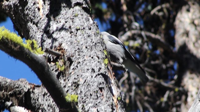 Горіхівка американська - ML647112756