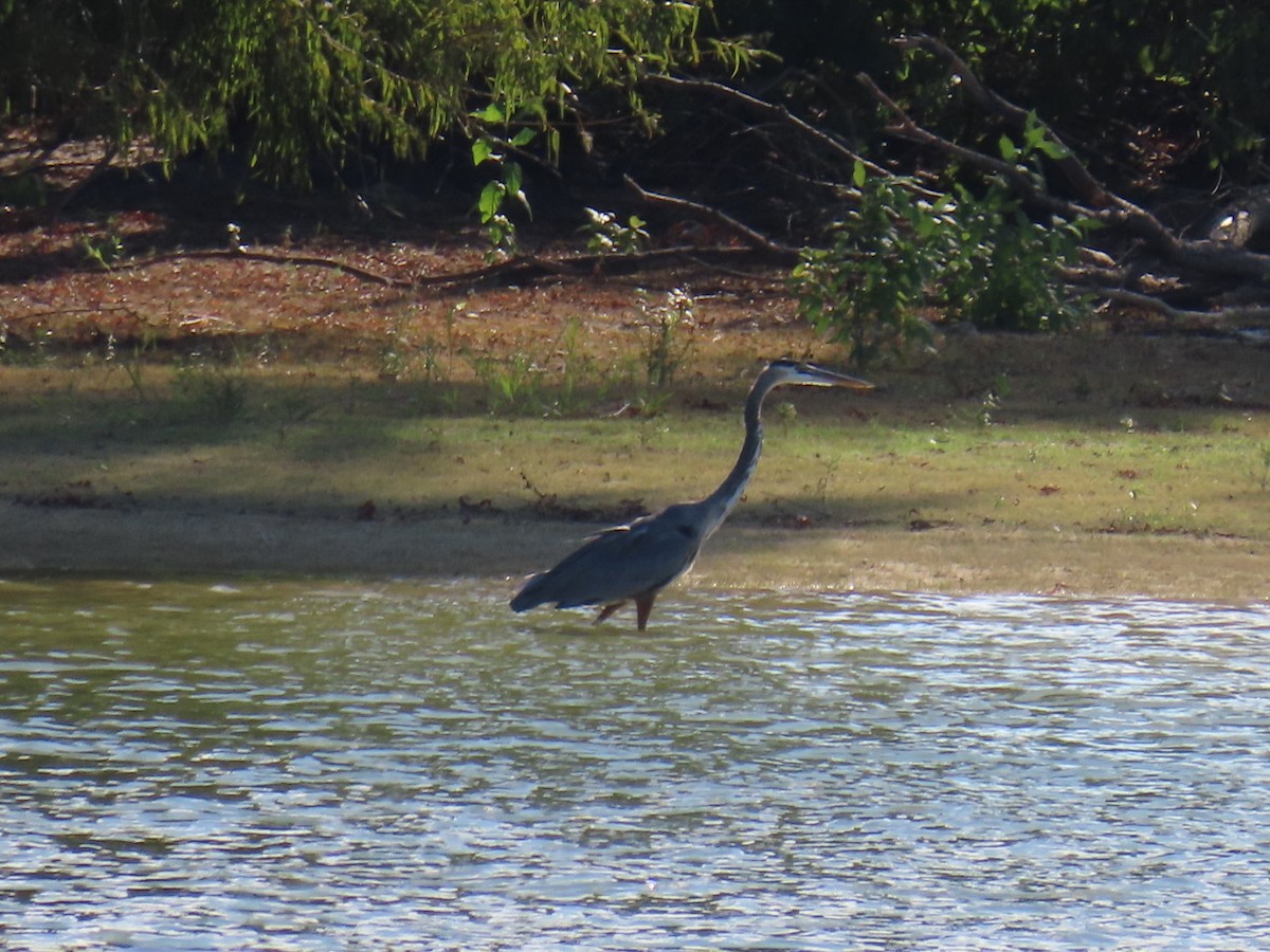 Great Blue Heron - ML647112757