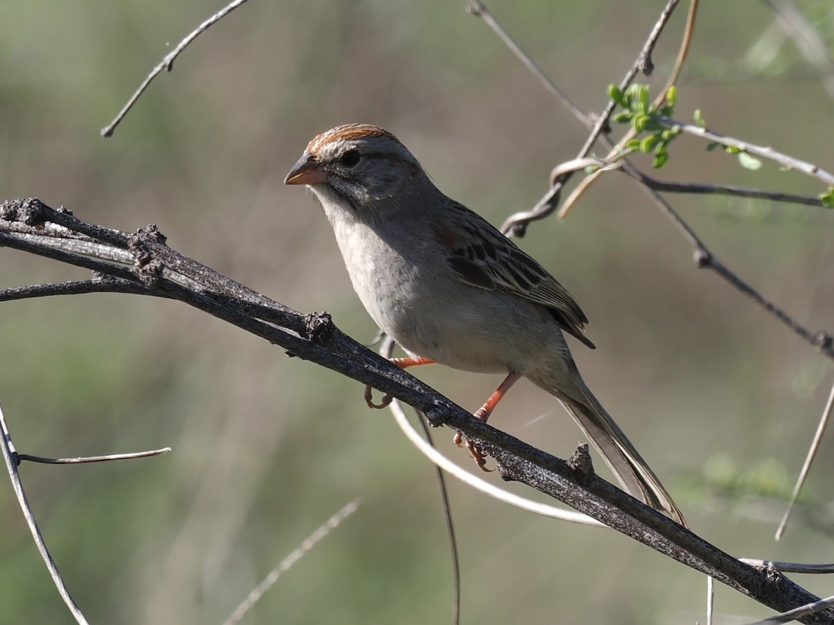 Rufous-winged Sparrow - ML647112759