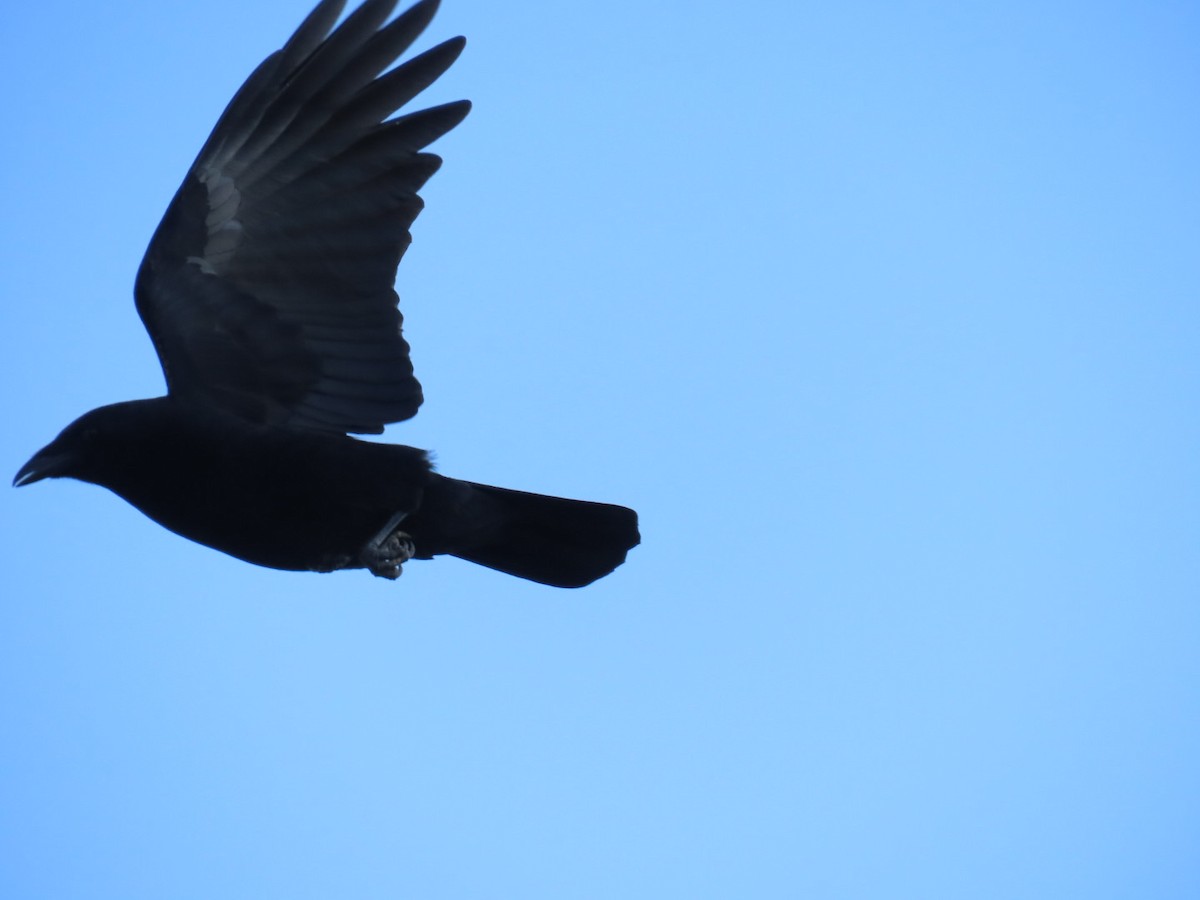 American Crow - ML647112760