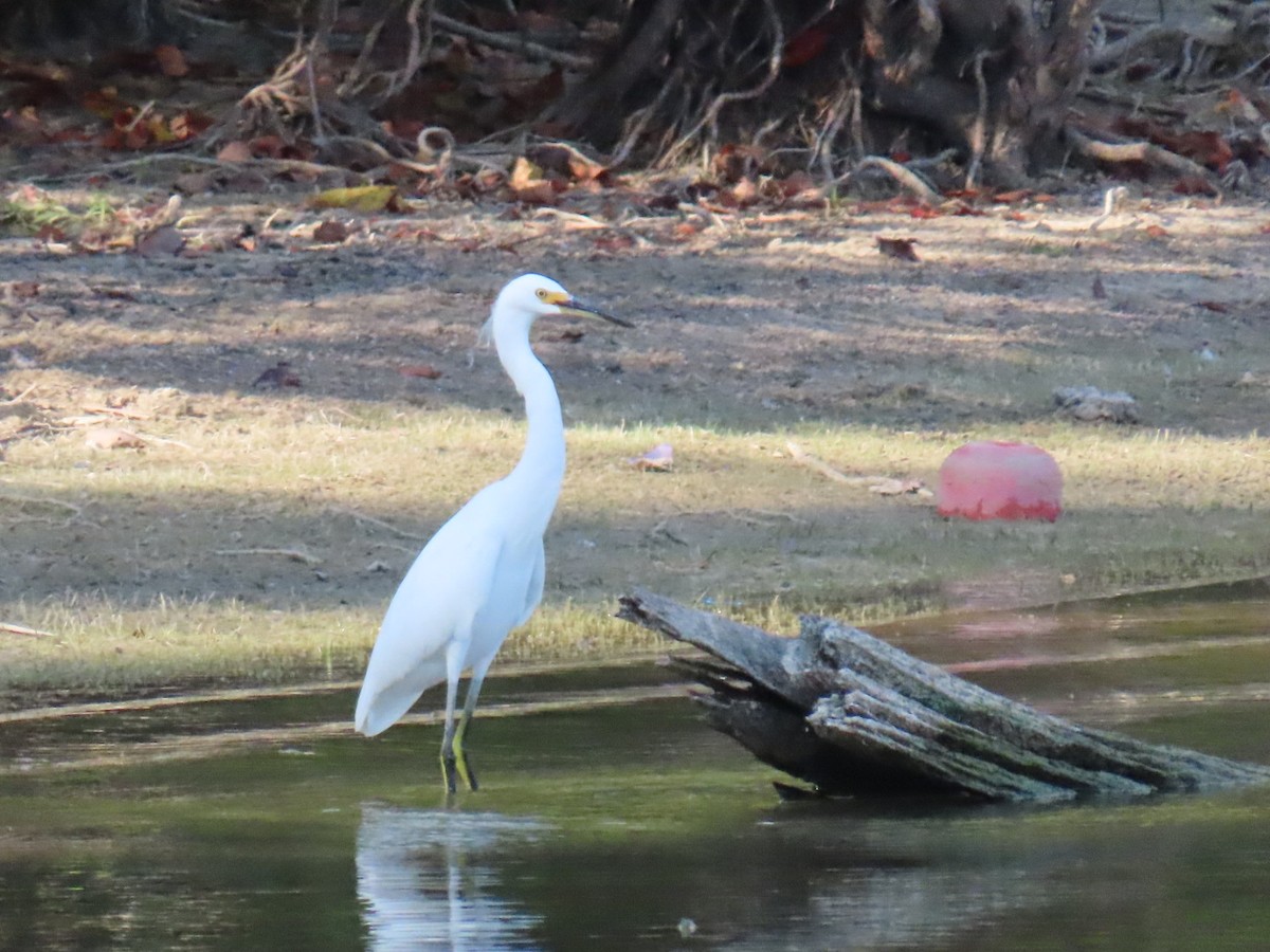 Snowy Egret - ML647112769