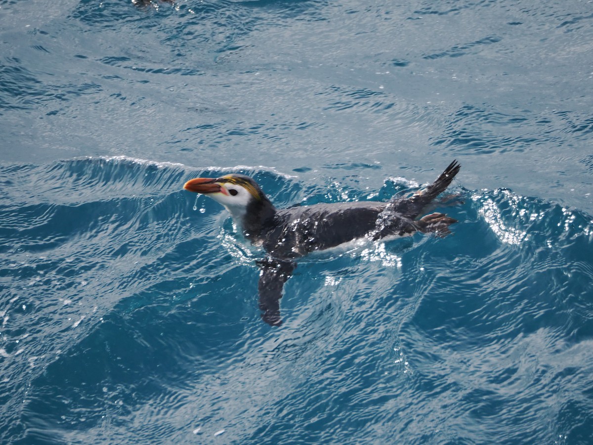 Royal Penguin - ML647112770