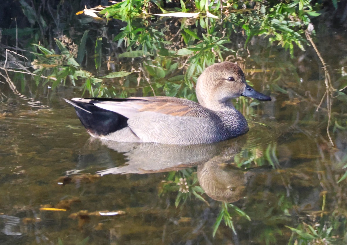 kopřivka obecná - ML647112772