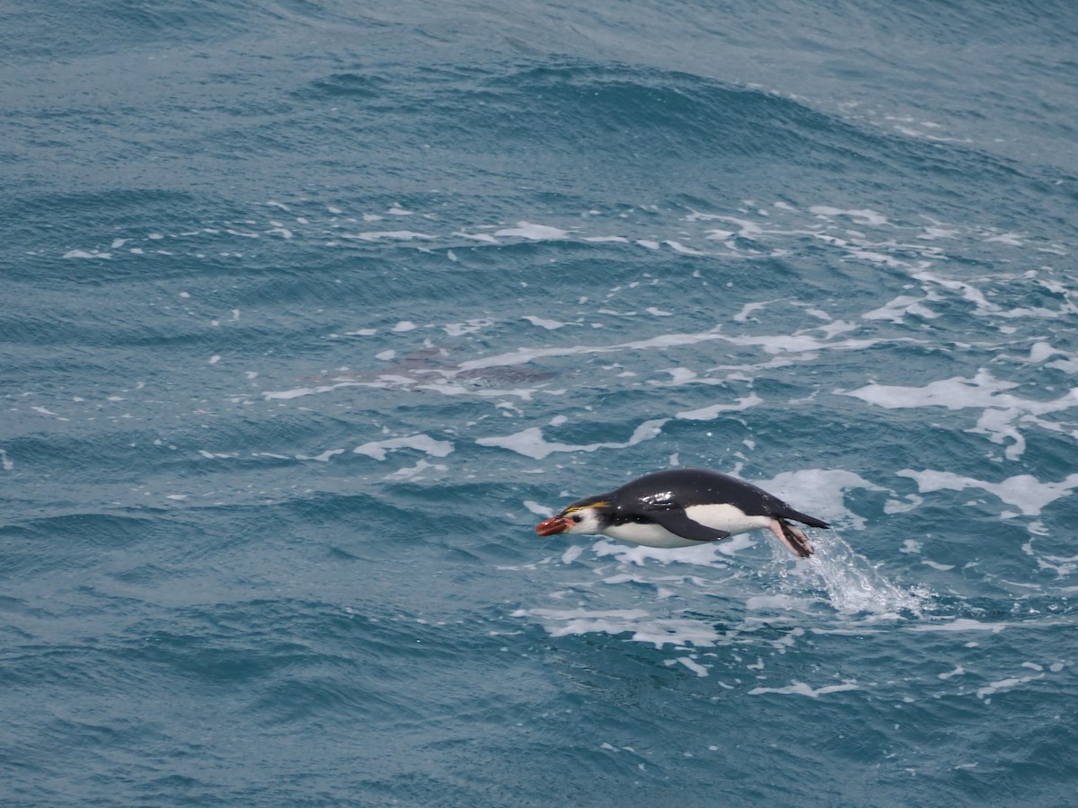 Royal Penguin - ML647112777