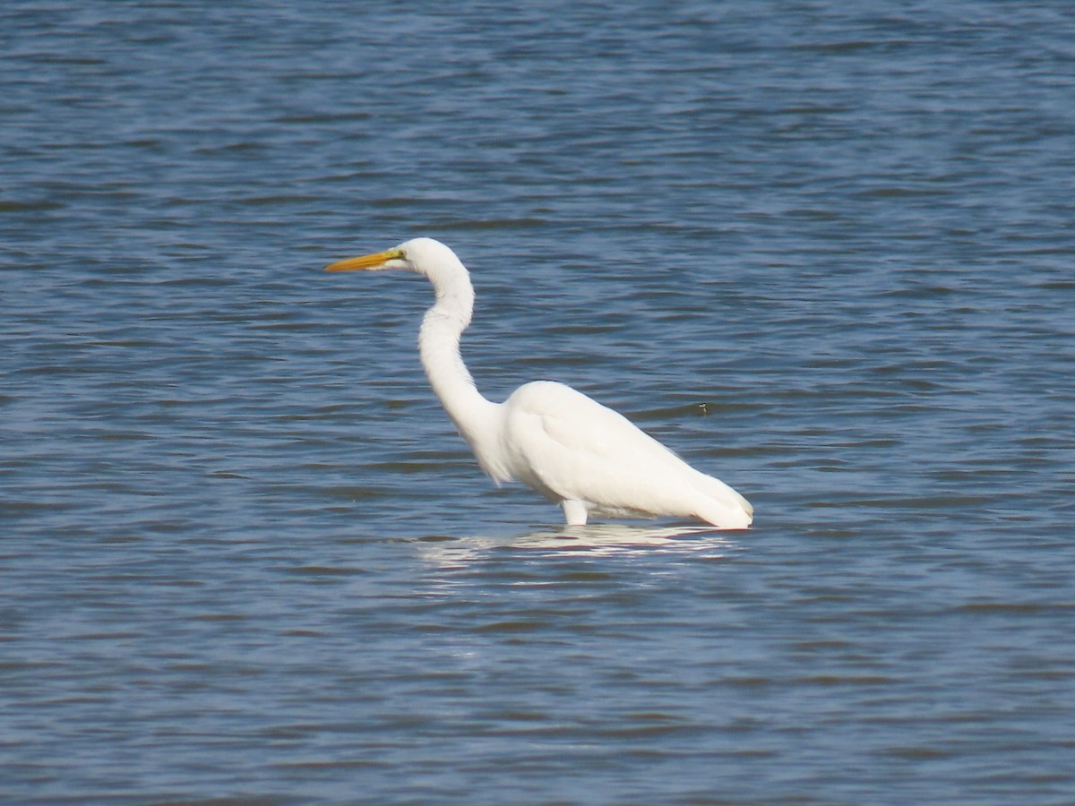 Great Egret - ML647112779