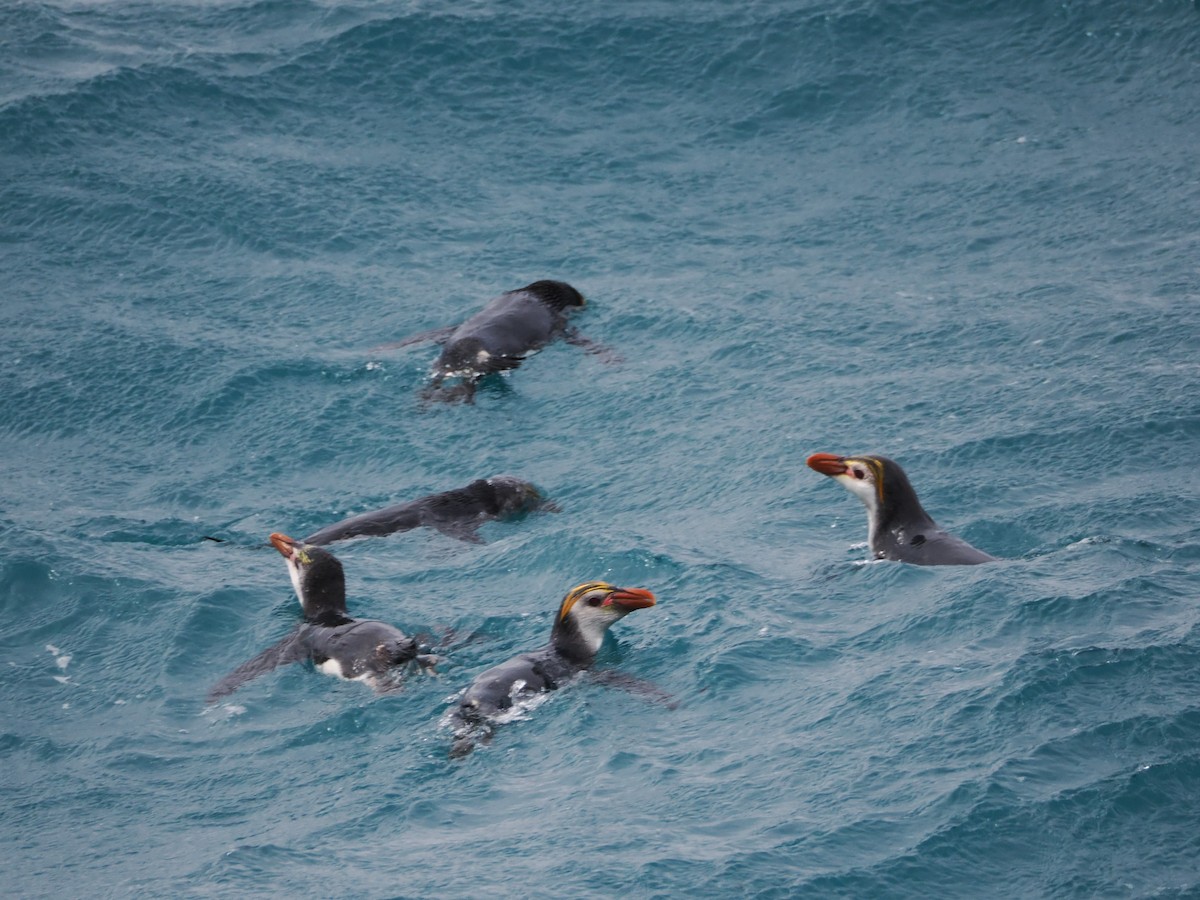 Royal Penguin - ML647112780