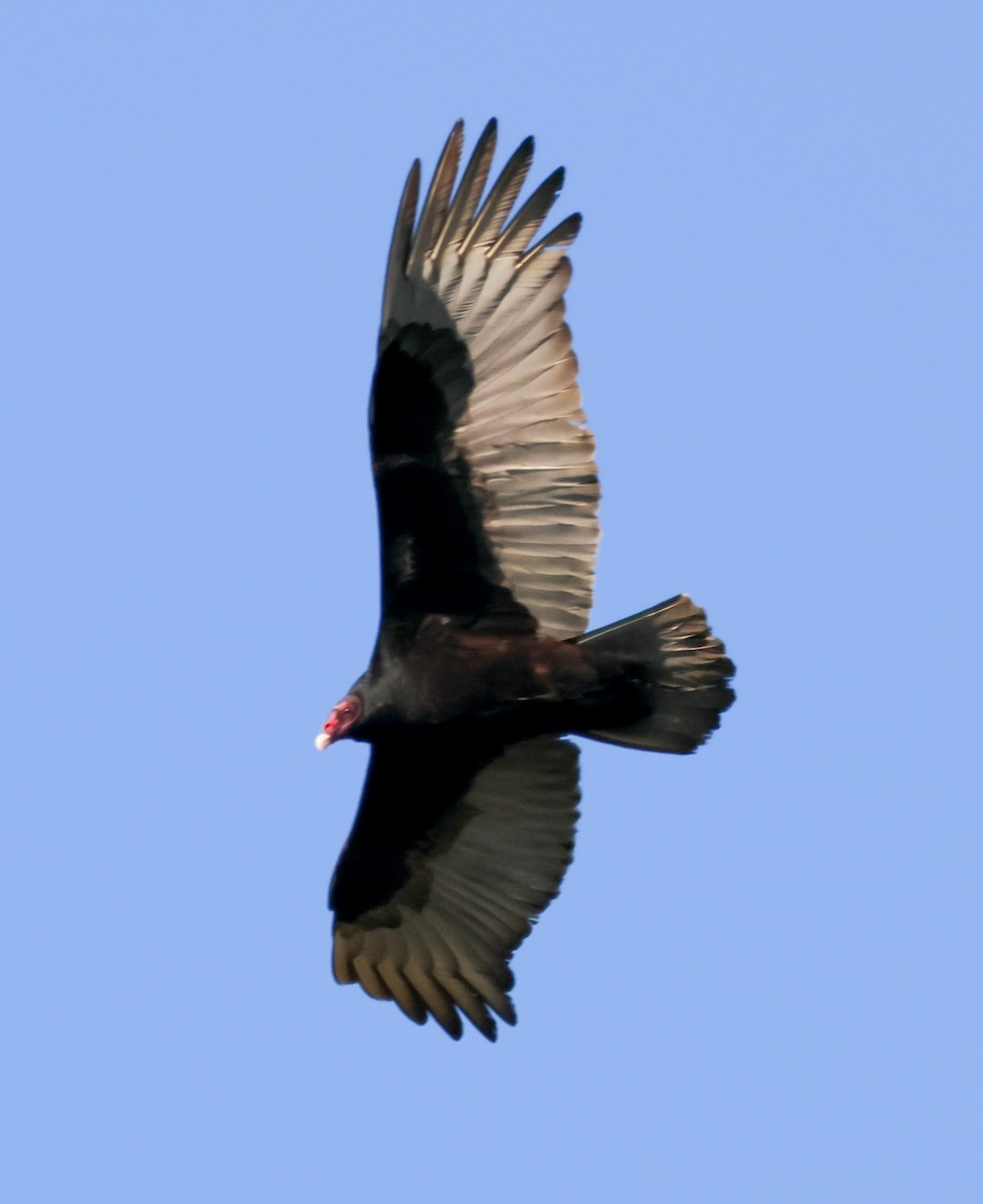 Turkey Vulture - ML647112781