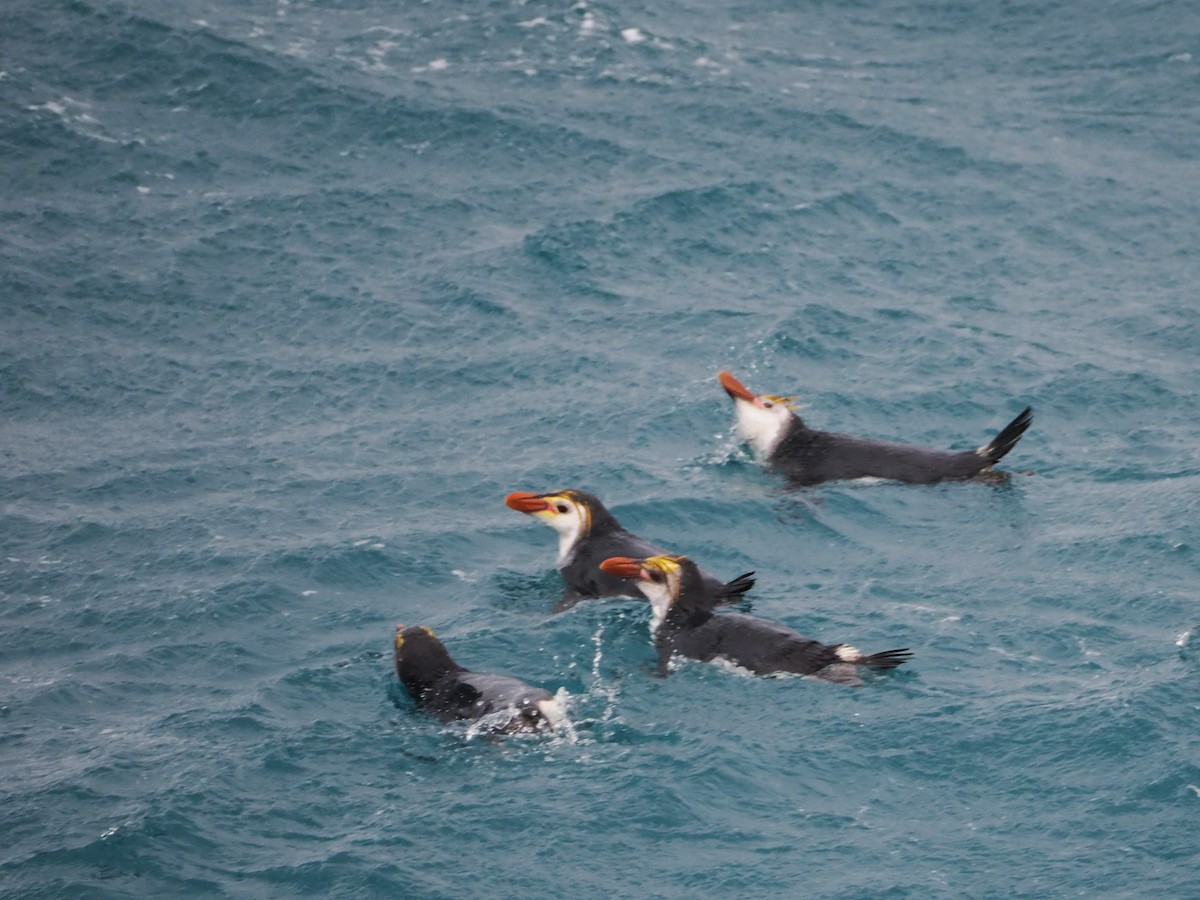 Royal Penguin - ML647112783