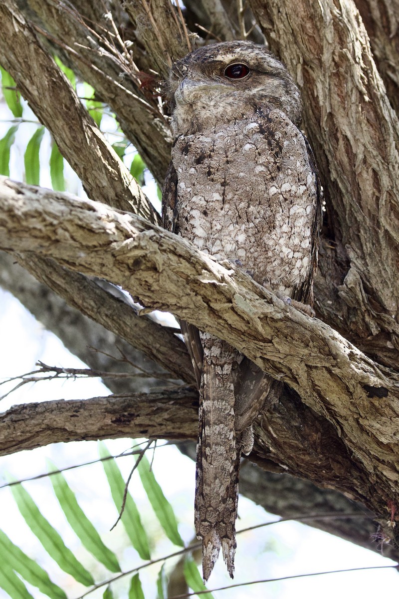 パプアガマグチヨタカ - ML647112784