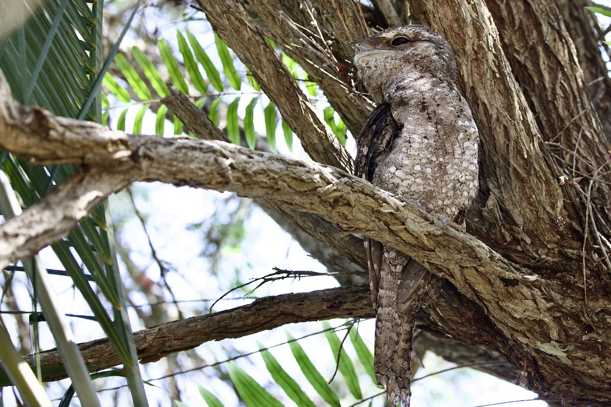 パプアガマグチヨタカ - ML647112789