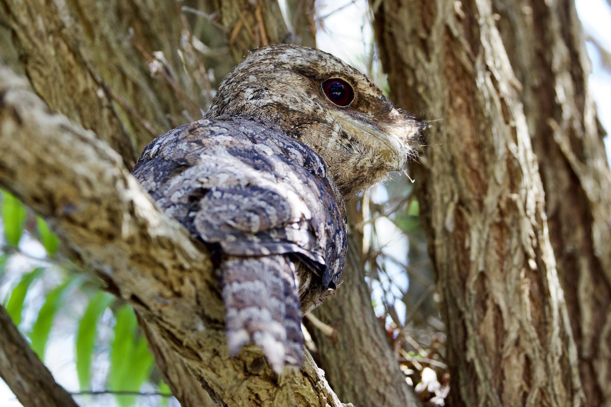 パプアガマグチヨタカ - ML647112790