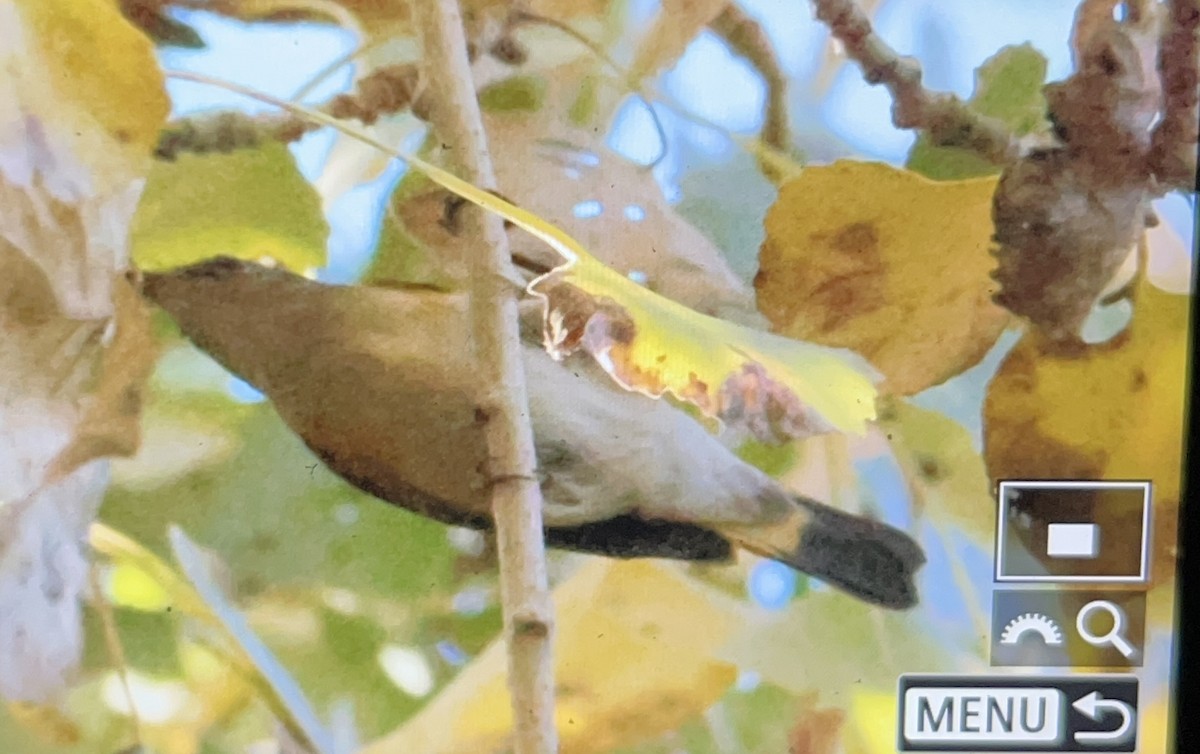 Горихвостковая древесница - ML647112792