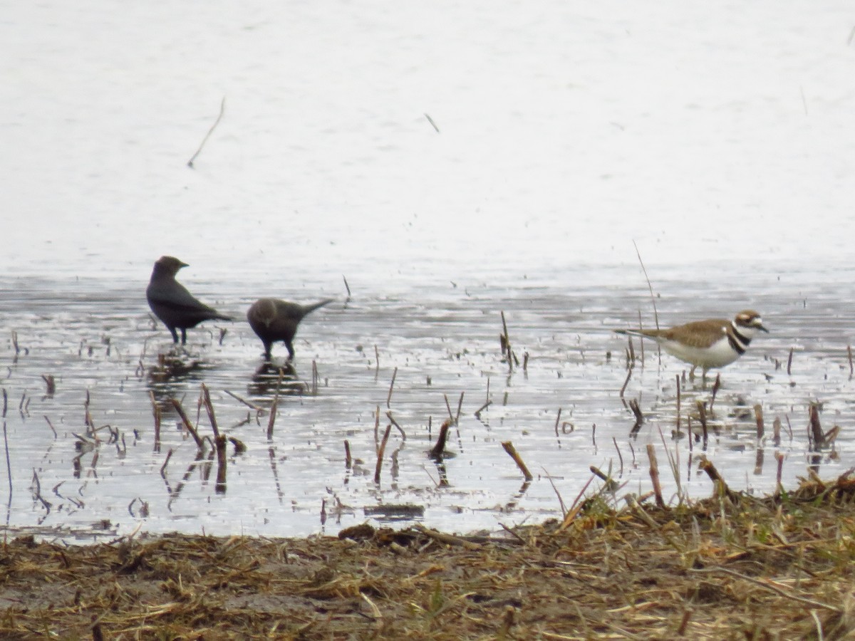 Brewer Karatavuğu - ML647112798