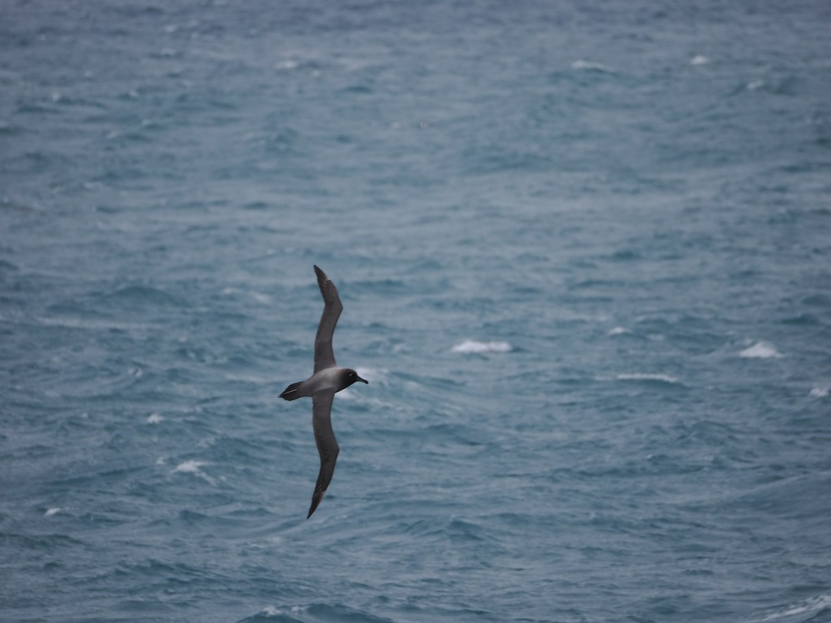 Light-mantled Albatross - ML647112801