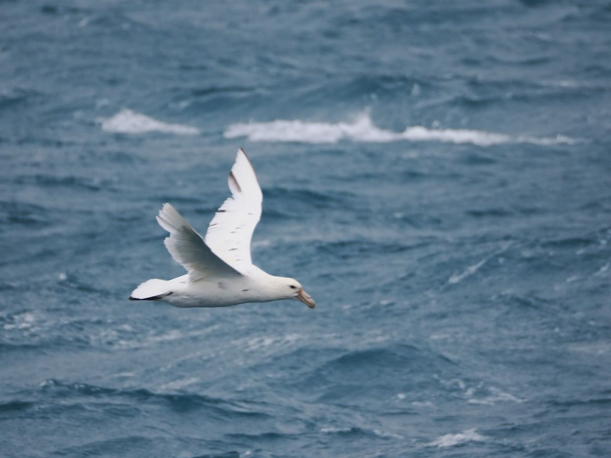 סערון-ענק דרומי - ML647112802