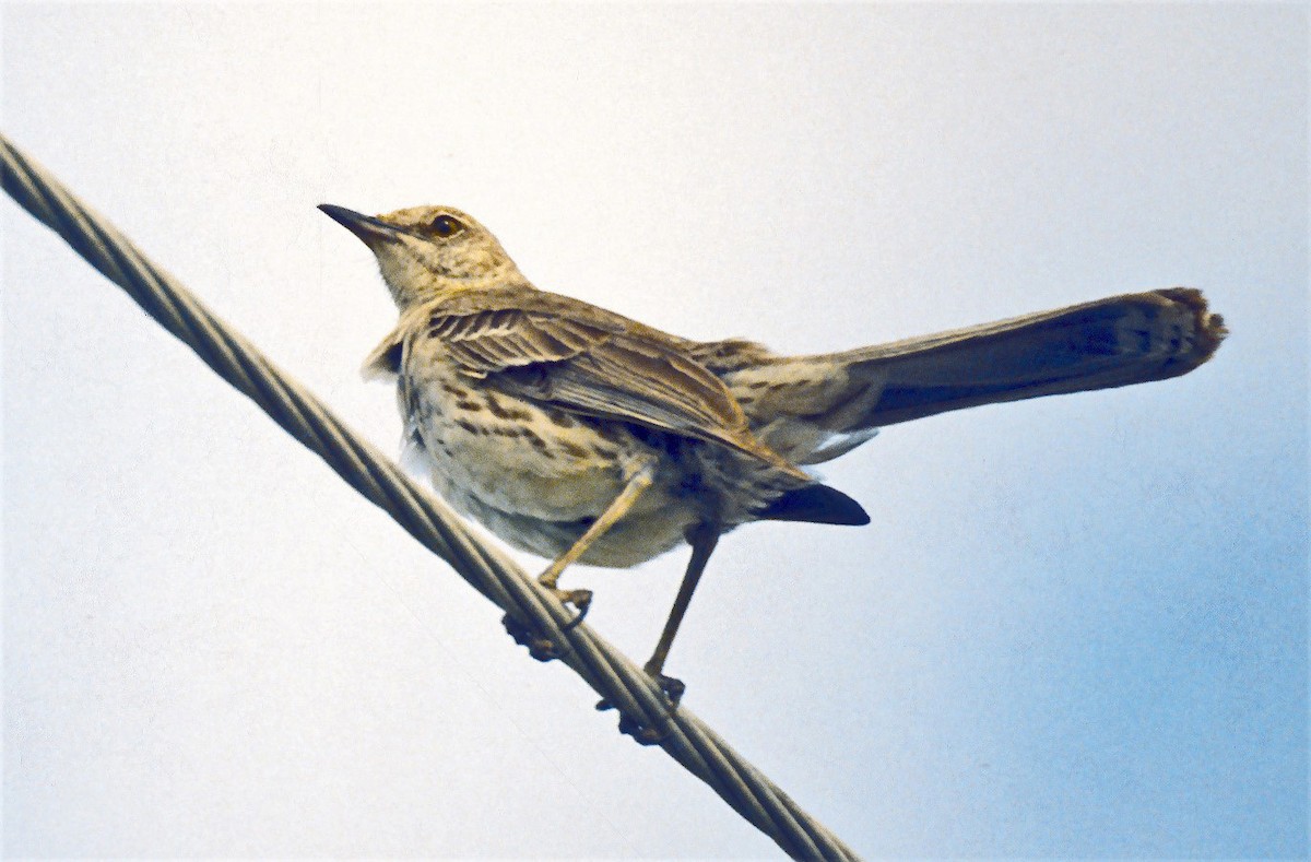 Пересмішник карибський - ML647112804