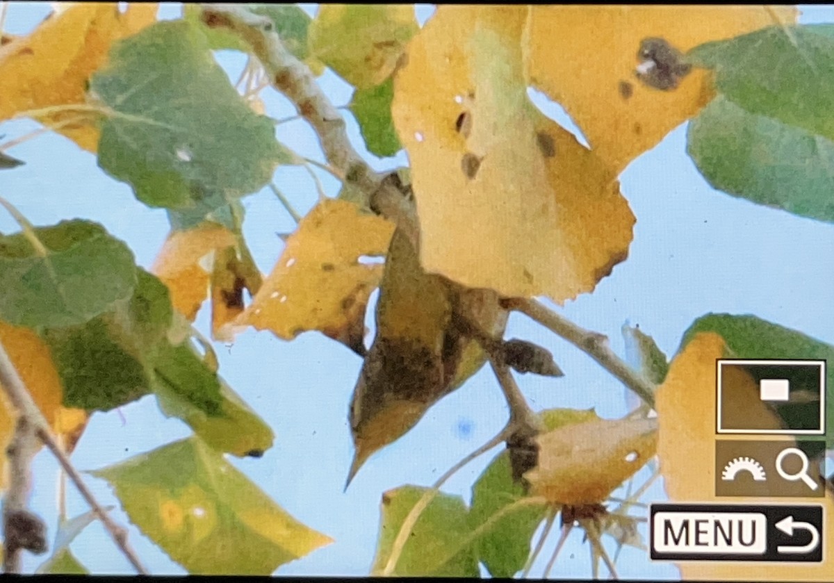 Northern Parula - ML647112813